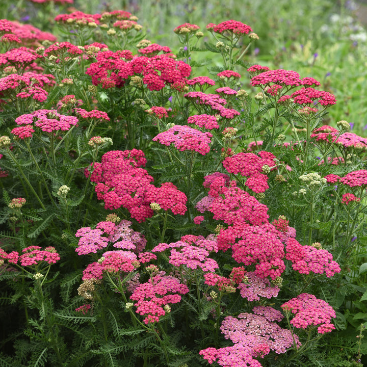 Achillea millefolium 'New Vintage Rose'