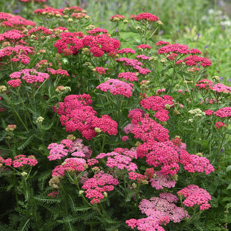Achillea millefolium 'New Vintage Rose'