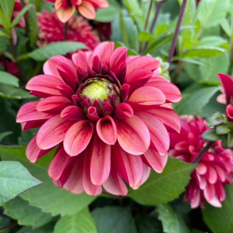Buy Dahlia AD02 Tubers online