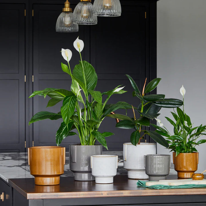 Ivyline Aries Glazed Handles Planter together on a kitchen counter