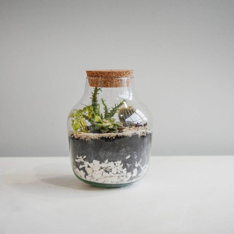 Ivyline Angluar Glass Small Terrarium DIY Kit