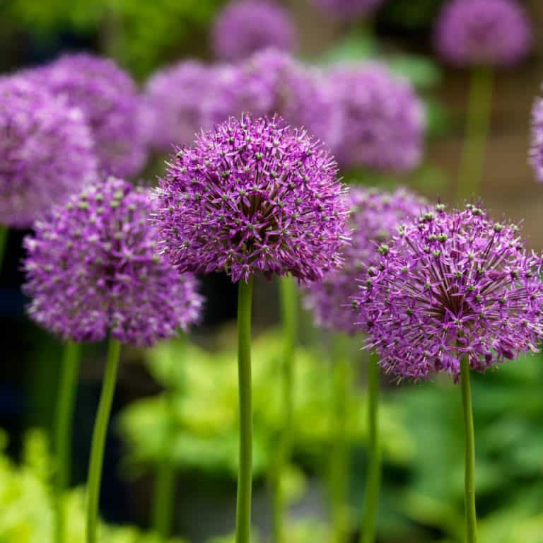 Allium altissimum – Garden Wildlife