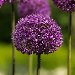 Allium 'Statos' (syn. Stratos)