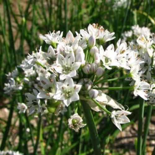 Allium tuberosum