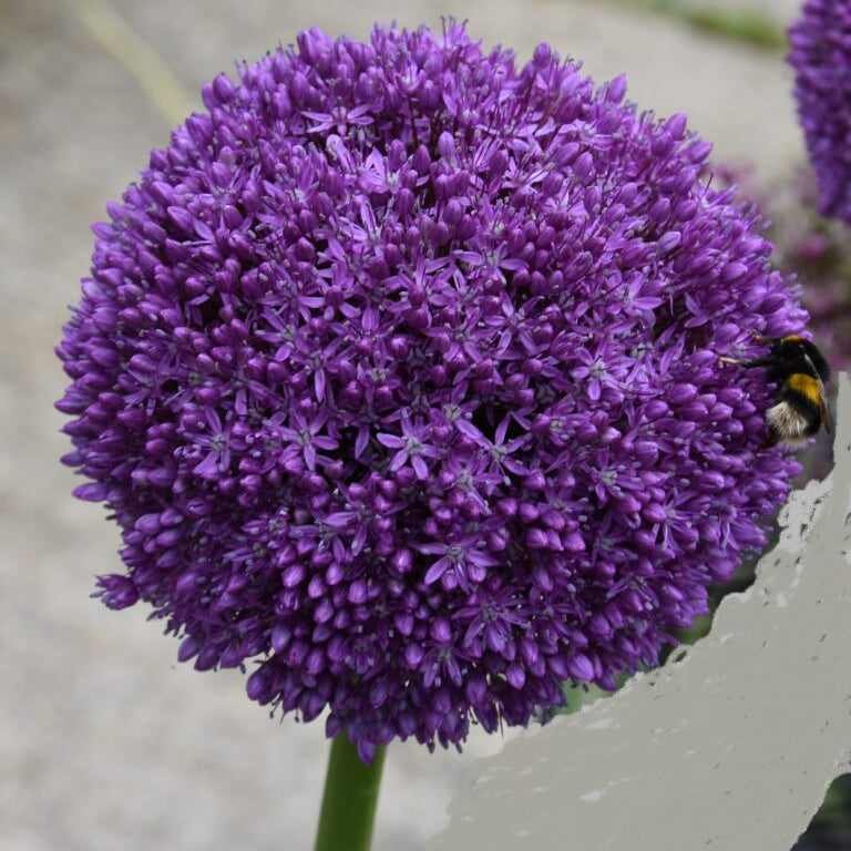 Allium 'Ambassador'