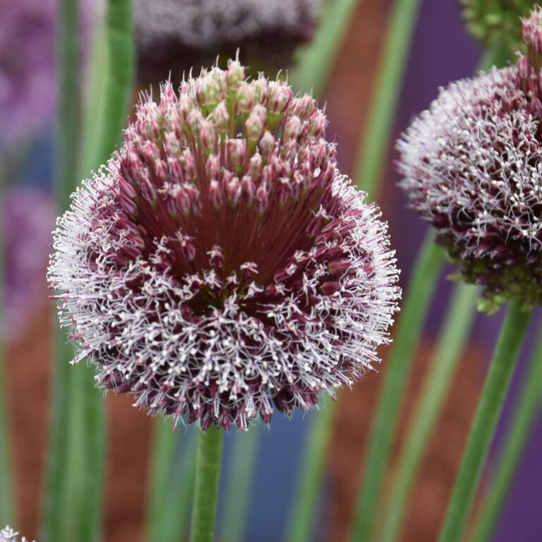 Allium amethystinum 'Forelock'