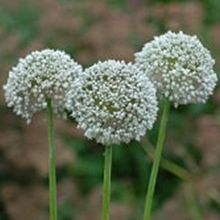 Allium ampeloprasum 'Ping Pong'