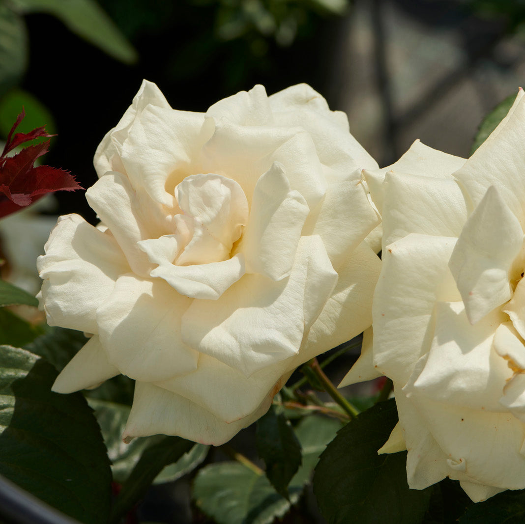 Rosa 'White Nights'