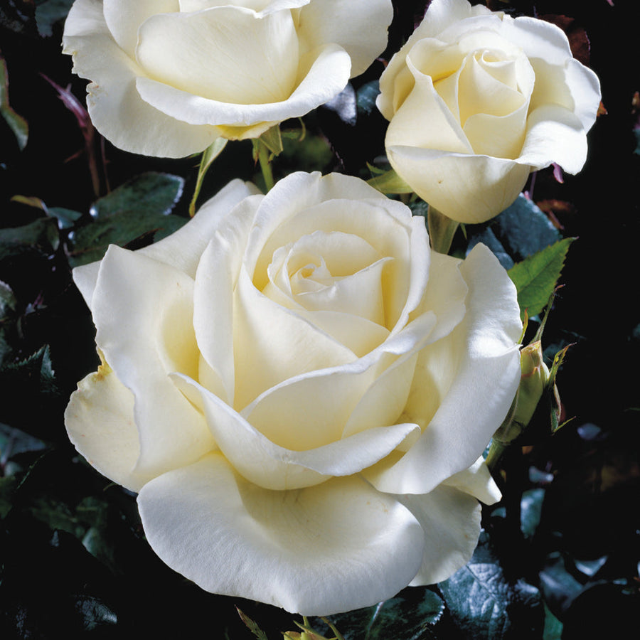 Rosa 'Silver Anniversary'