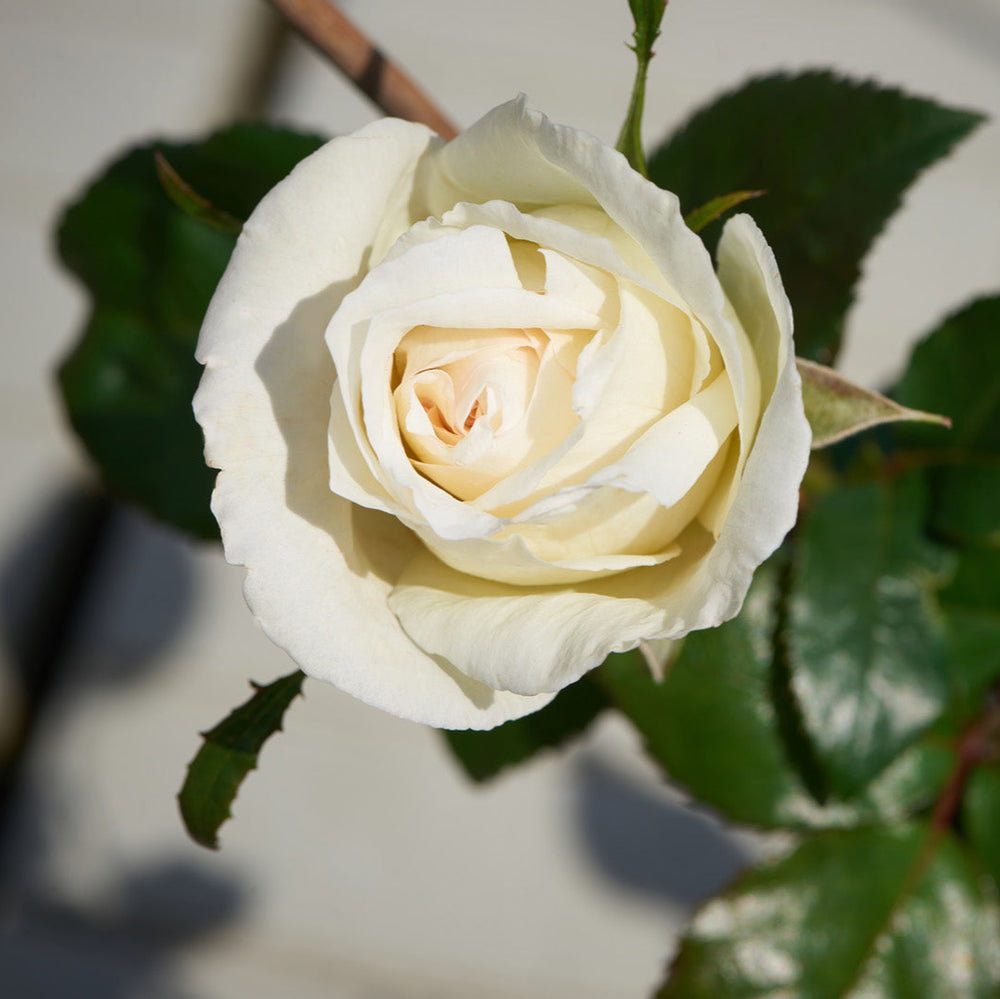 Rosa 'Silver Anniversary'