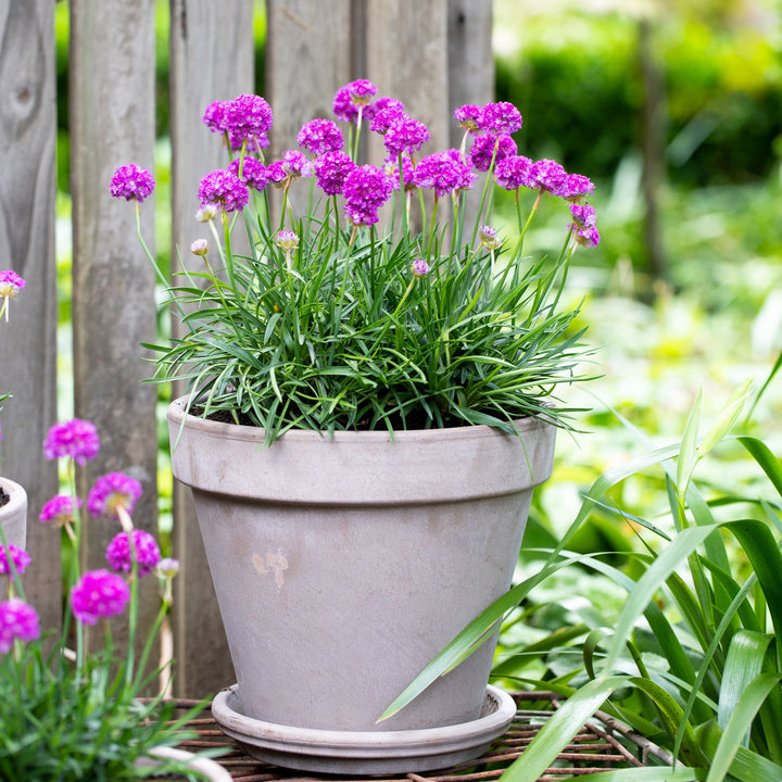 Armeria pseudarmeria 'Vivid Dreams' (Dreameria Series)