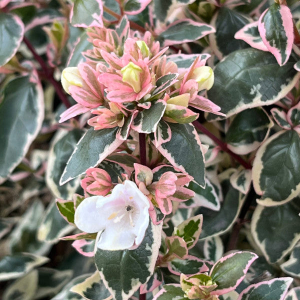 Abelia × grandiflora 'Magic Daydream'
