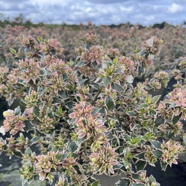 Abelia × grandiflora 'Magic Daydream'