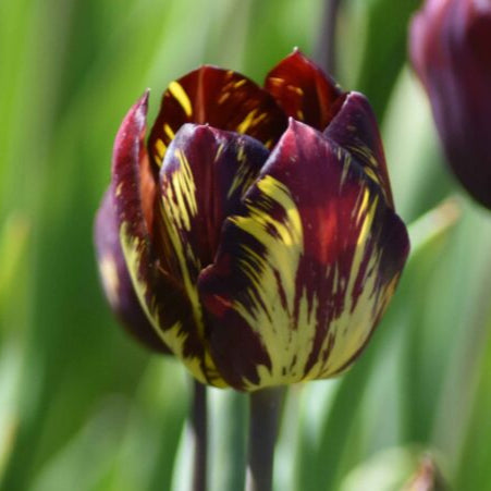 Tulipa 'Absalon' Bulbs