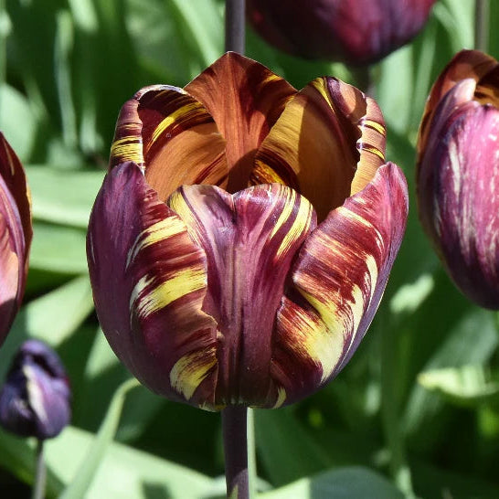 Tulipa 'Absalon' Bulbs