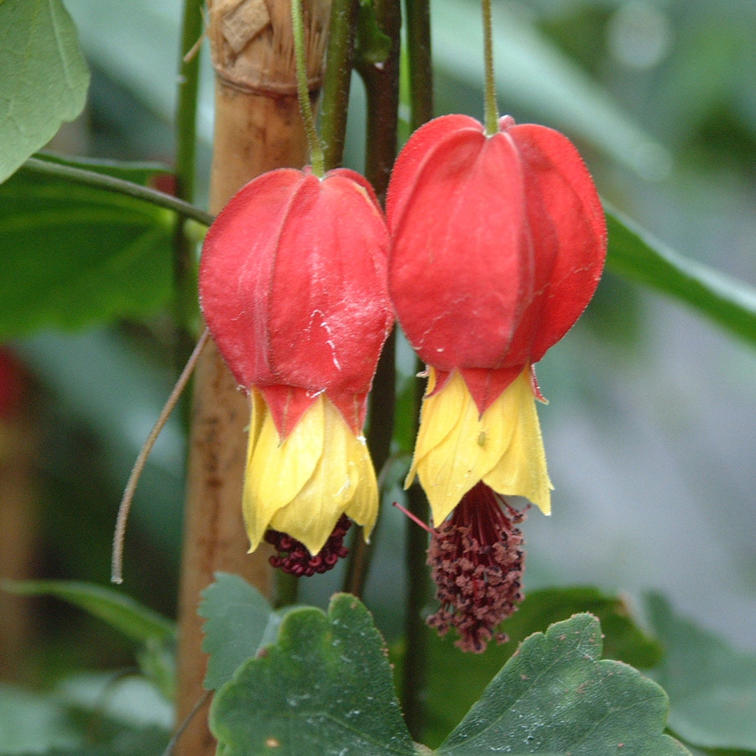 Abutilon megapotamicum