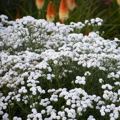 Achillea ptarmica 'Peter Cottontail'