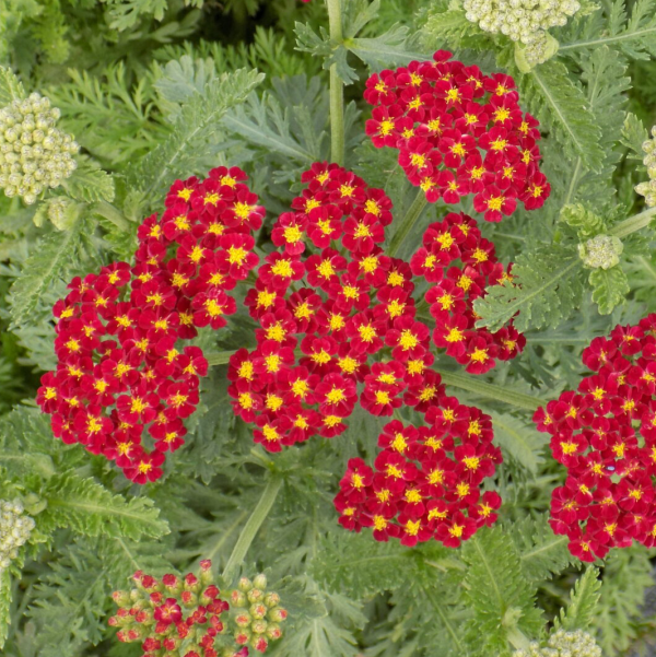 Achillea 'Strawberry Seduction'
