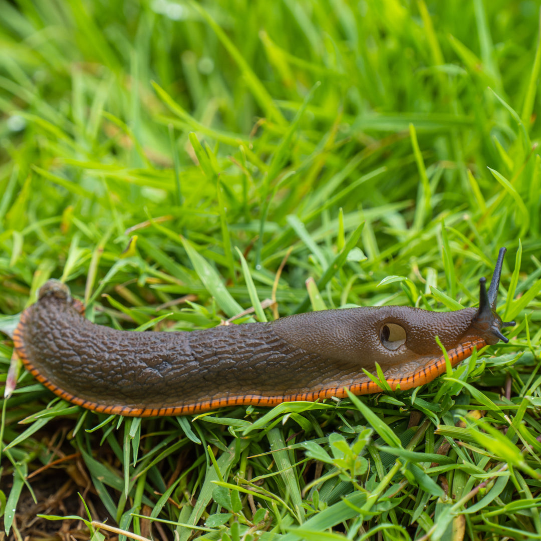 Nemaslug 2.0 Biological Slug Killer (Parasitic Nematodes - Phasmarhabditis Californica)