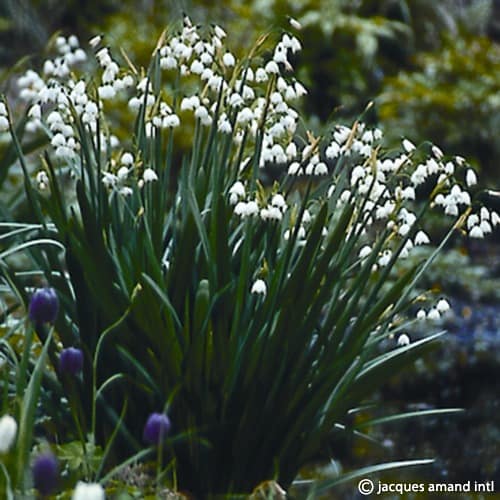 Leucojum aestivum 'Gravetye Giant'