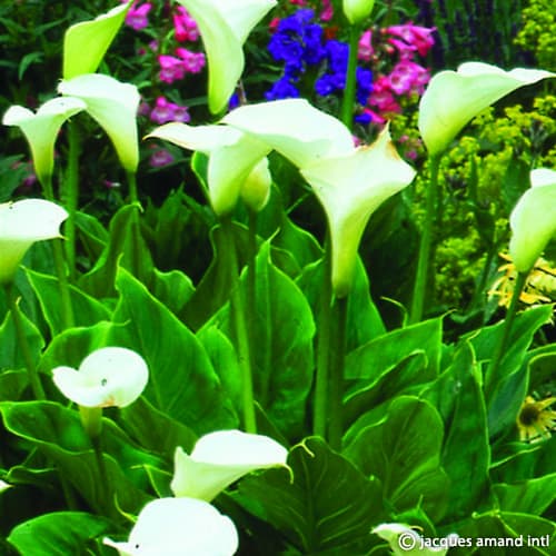 Buy Zantedeschia aethiopica (Arum Lily) Bulbs online UK