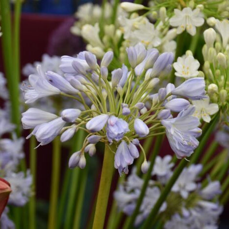 Agapanthus 'Blue Sky'