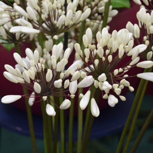 Agapanthus 'Chocolate Cream'