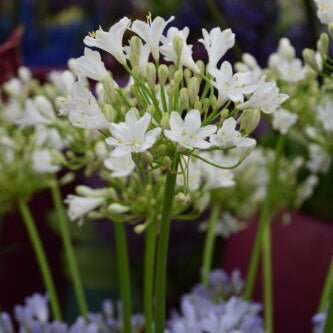 Agapanthus 'Polar Ice'