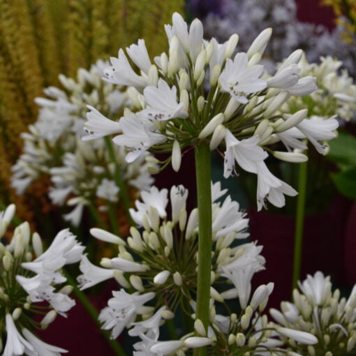 Agapanthus 'Silver Sky'