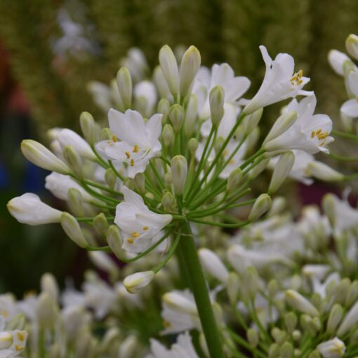 Agapanthus 'White Charm'