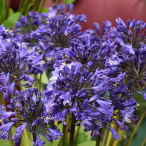 Agapanthus 'Windlebrooke'