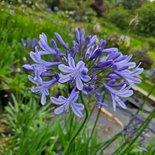 Agapanthus 'Sunfield'