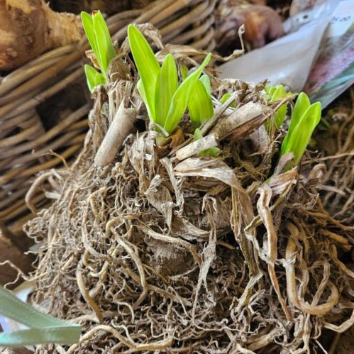 Agapanthus 'Doctor Brouwer' Clumps