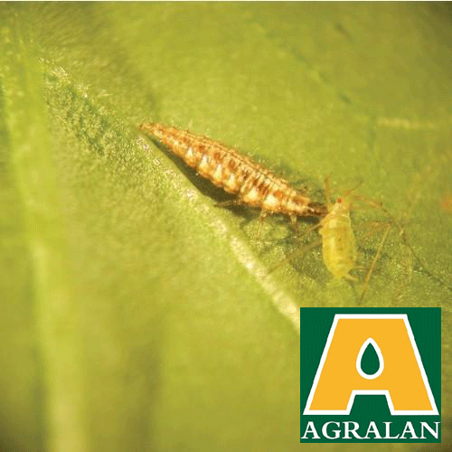 Aphid Control with Lacewing Larvae