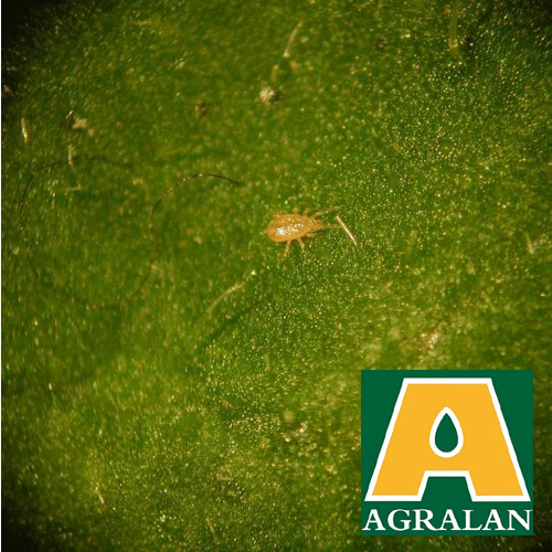 Agralan Thrips Control - Predatory Amblyseius Mites