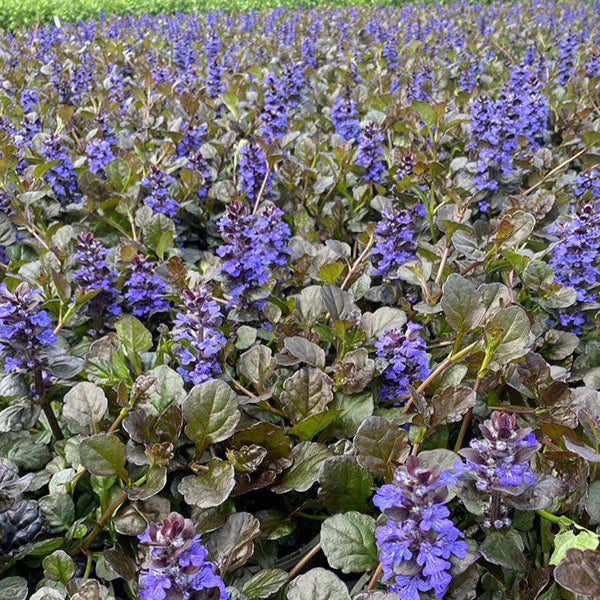 Ajuga reptans 'Black Scallop'