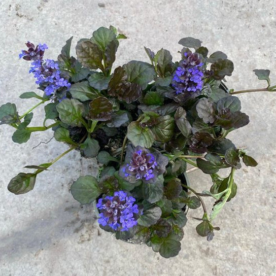 Ajuga reptans 'Black Scallop'