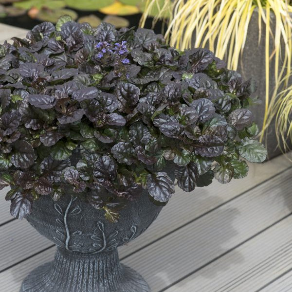 Ajuga reptans 'Black Scallop'