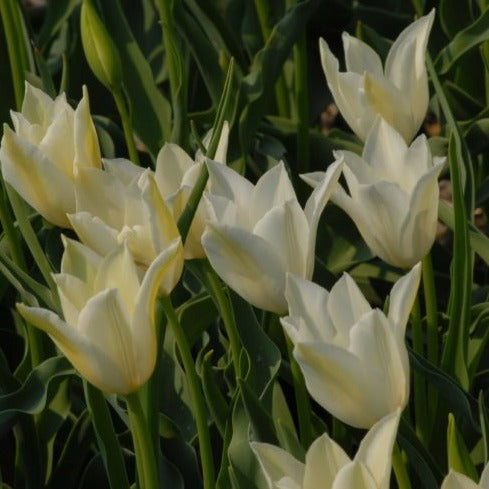 Tulip Alba Regalis