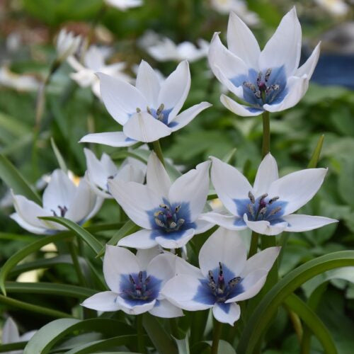 Tulipa humilis 'Albocaerulea' Bulbs