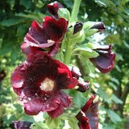 Hollyhock 'Dark Red' (Alcea rosea)