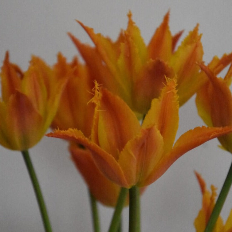 Tulip 'Alexandrine'