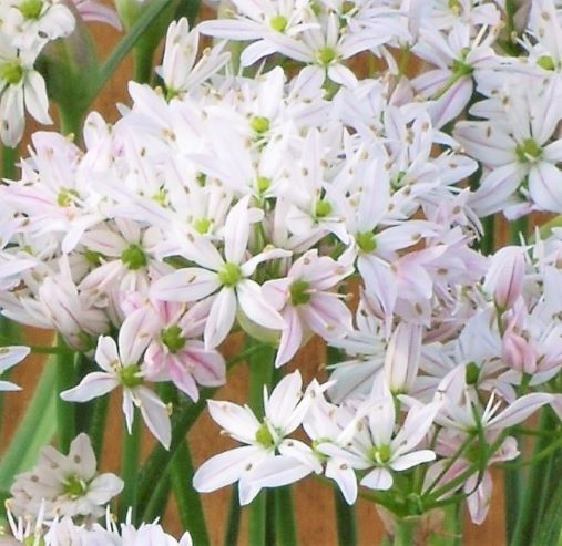 Allium 'Cameleon'