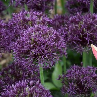 Allium 'Firmament'