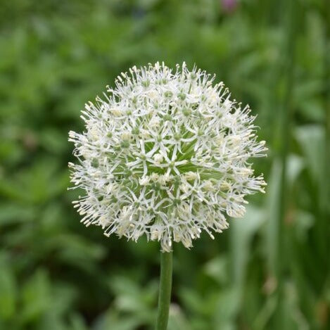 Allium 'Mont Blanc'