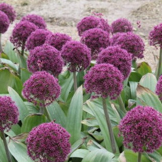 Allium 'Ostara'