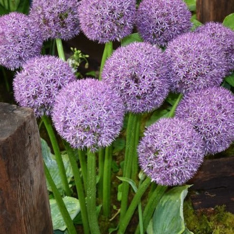 Allium 'Pinball Wizard'