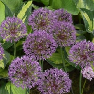 Allium 'Powder Puff'