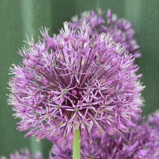 Allium jesdianum 'Shing'