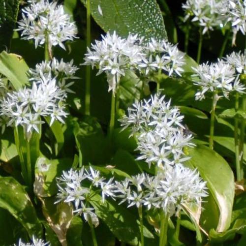 Allium Ursinum